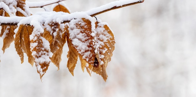 Rama de un árbol cubierto de nieve con hojas secas en invierno en el bosque sobre un fondo borroso