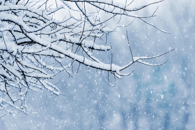 Rama de un árbol cubierto de nieve en invierno durante las nevadas