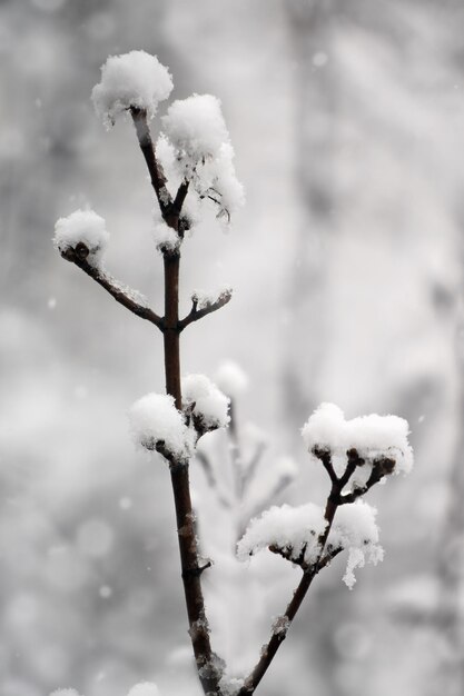 Rama de árbol cubierto de nieve invierno