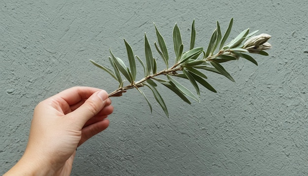 una rama de un árbol cuelga de una pared