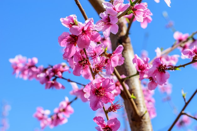 Rama del árbol de durazno con flores de color rosa en primavera.