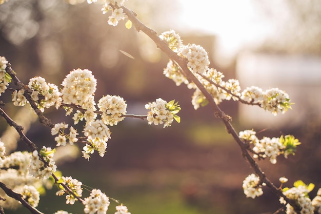 Rama de un árbol en flor árbol en flor