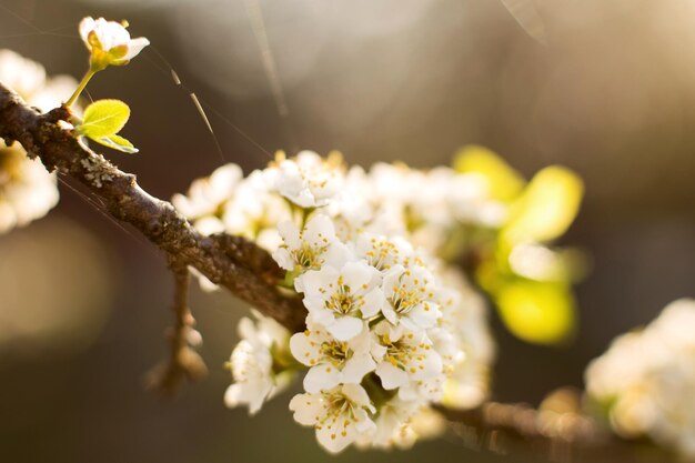 Rama de un árbol en flor árbol en flor