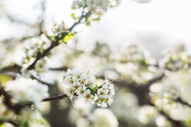 Rama de un árbol en flor árbol en flor