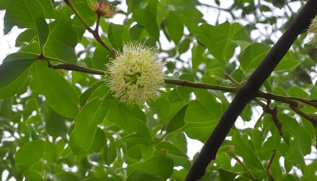 Foto una rama de árbol con una flor blanca en ella y un árbol con una flores blancas en ella