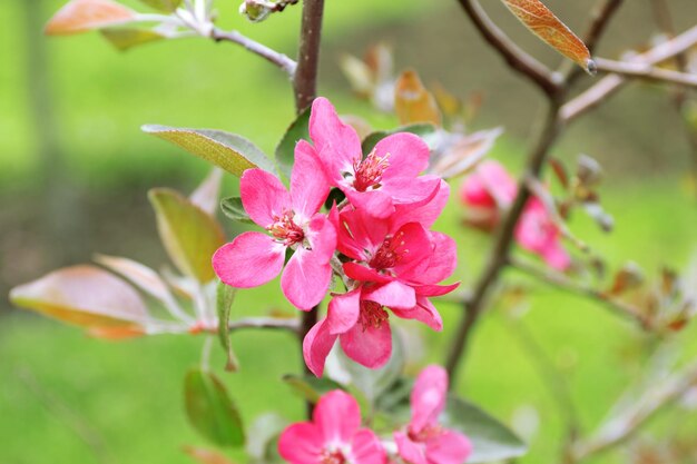 Rama de un árbol en flor de cerca