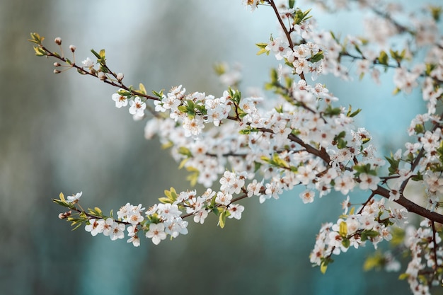 Rama de árbol en flor con hermosa flor de manzano de fondo de cerca