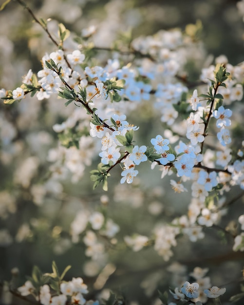 Rama de árbol en flor con hermosa flor de manzano de fondo de cerca