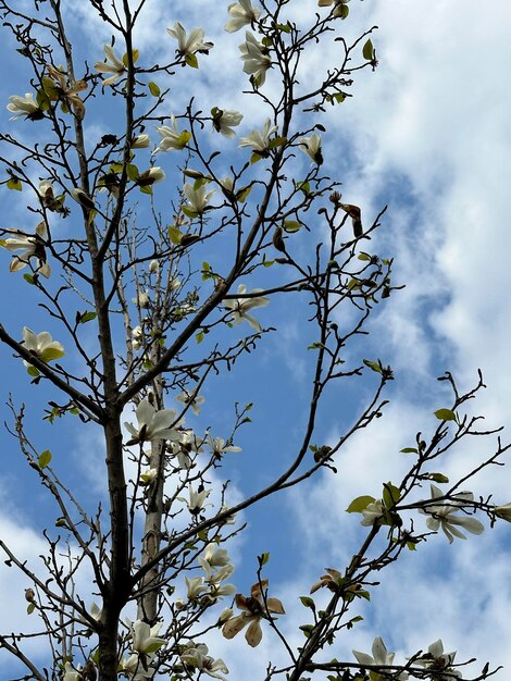 rama del árbol en flor de magnolia rosa