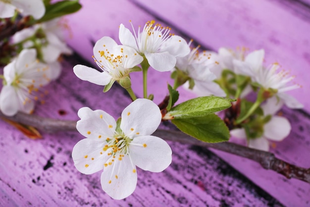 Rama de un árbol floreciente con flores blancas sobre fondo de madera