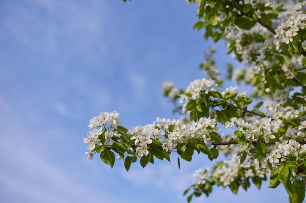 Rama de un árbol floreciente con flores blancas