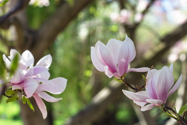 Rama de árbol floreciente de magnolia. Fondo borroso De cerca, enfoque selectivo.