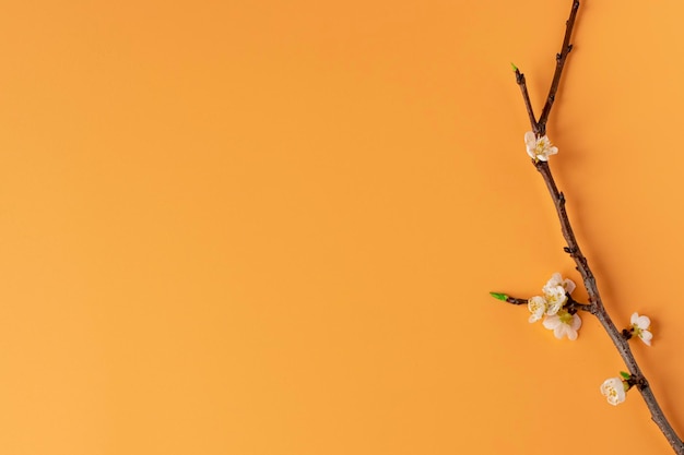 Rama de un árbol floreciente sobre un fondo naranja Flores de primavera Brote y flor Pascua