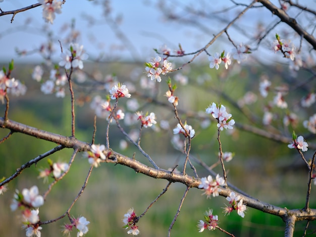 Una rama de un árbol floreciente.