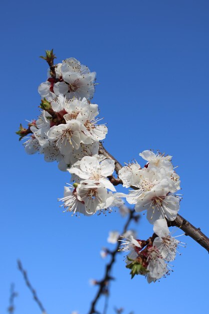 Una rama de un árbol con flores blancas y el cielo es azul.