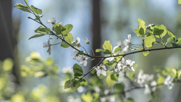 Una rama de un árbol con flores blancas y hojas verdes.