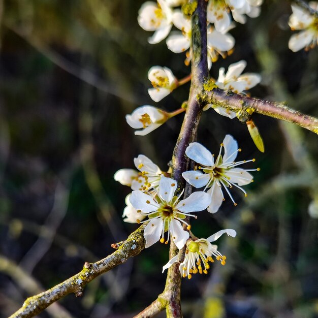 Una rama de un árbol con flores blancas y la palabra manzana.