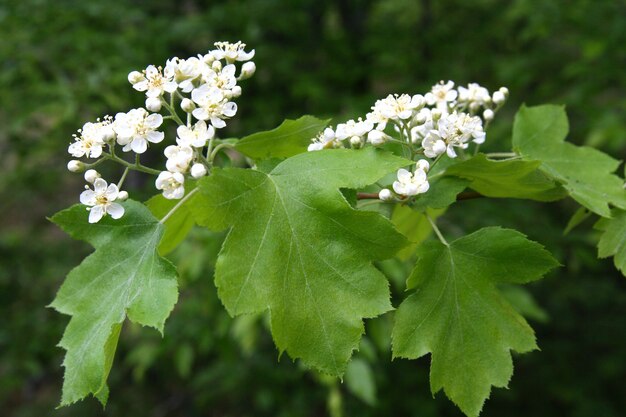 Rama de árbol de flores en el bosque de la primavera