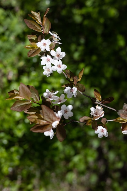 Una rama de un árbol con flores y hojas blancas