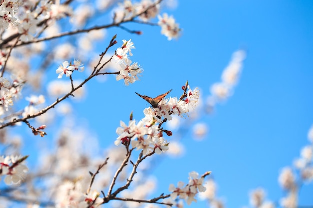 Una rama de un árbol con flores y una mariposa