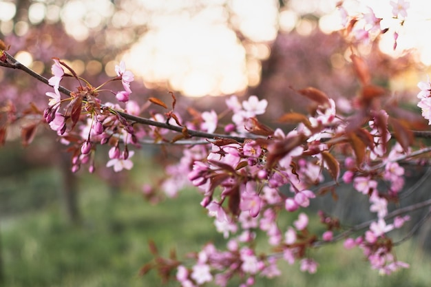 rama de árbol con flores rosas en primer plano y el sol brillando a través de los árboles