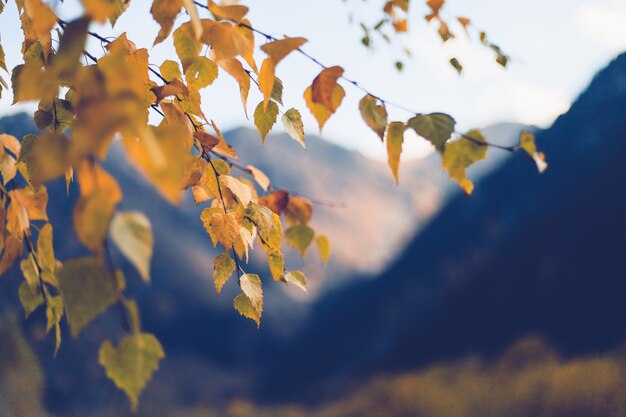 Una rama de árbol con follaje amarillo sobre un fondo de montañas nevadas Fondo de naturaleza otoñal