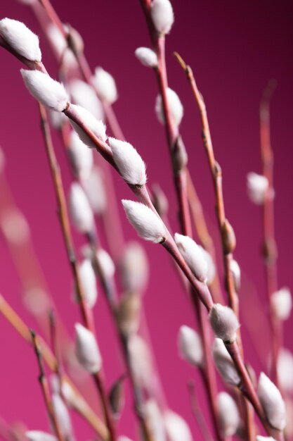 Rama de árbol con fondo de brotes