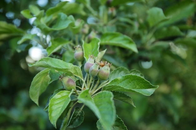 Rama de un árbol frutal con hojas verdes en el jardín