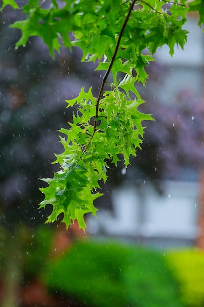 Rama de un árbol con gotas de agua