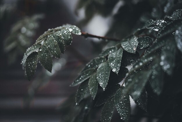 una rama de árbol con gotas de lluvia en ella y un fondo borroso