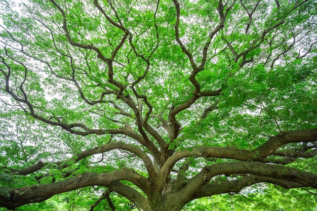 Rama de árbol grande