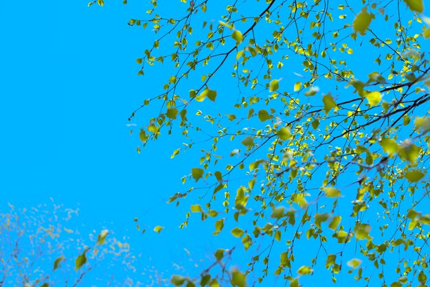 La rama de árbol hermosa de abedul con verde se va en el cielo.