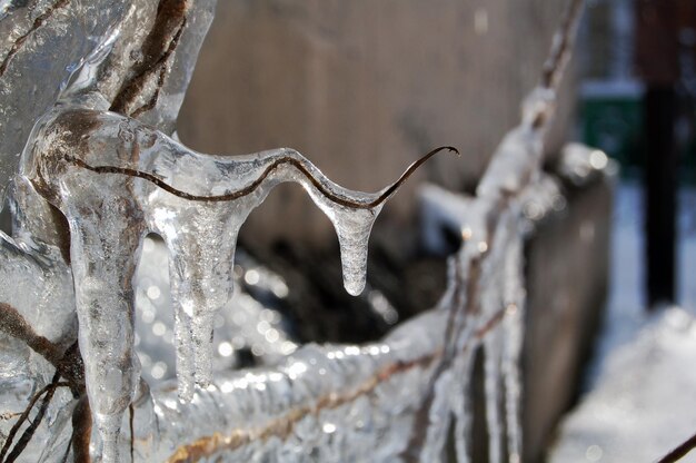 Rama de un árbol en el hielo