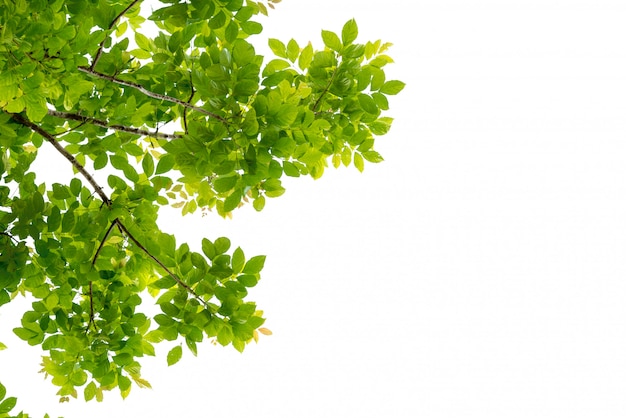 Rama de un árbol con hoja verde aislada