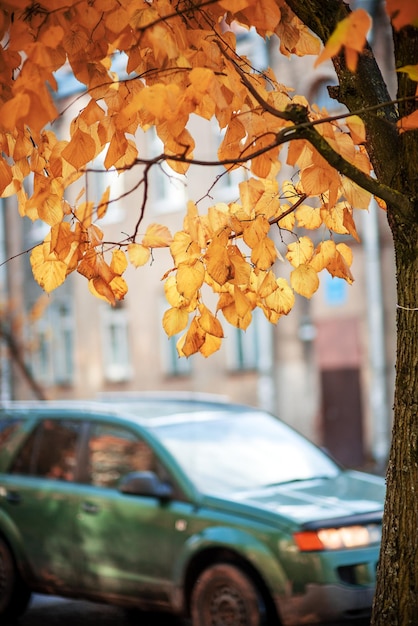 Una rama de un árbol con hojas amarillas de otoño en la ciudad