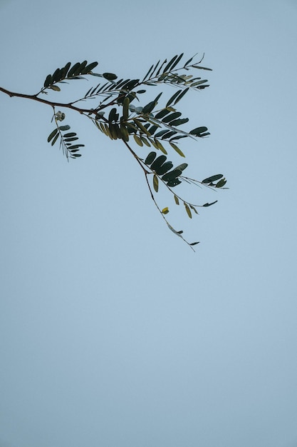 Foto una rama de un árbol con hojas y un cielo azul de fondo.