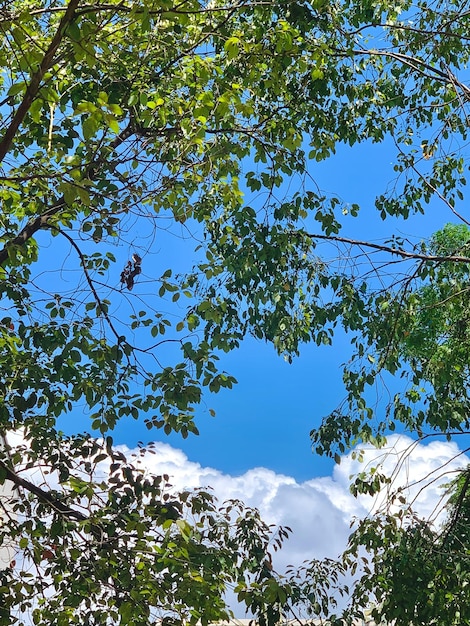 Una rama de árbol con hojas y un cielo azul con nubes en el fondo