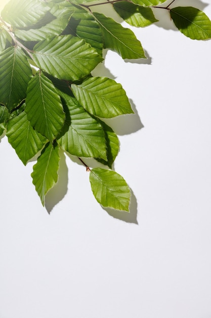 Rama de árbol con hojas frescas en fondo blanco