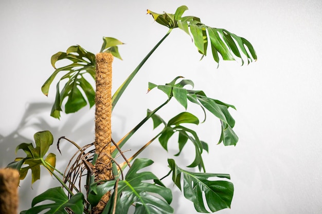 Foto rama de árbol con hojas de monsterra