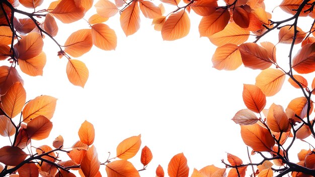 una rama de árbol con hojas de naranja y un fondo blanco