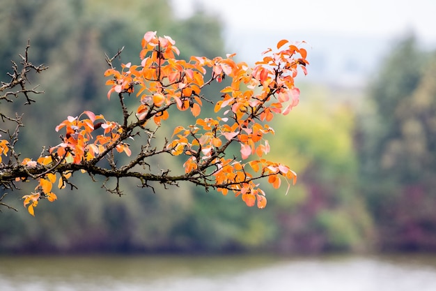 Rama de árbol con hojas de otoño de color naranja brillante sobre un fondo borroso