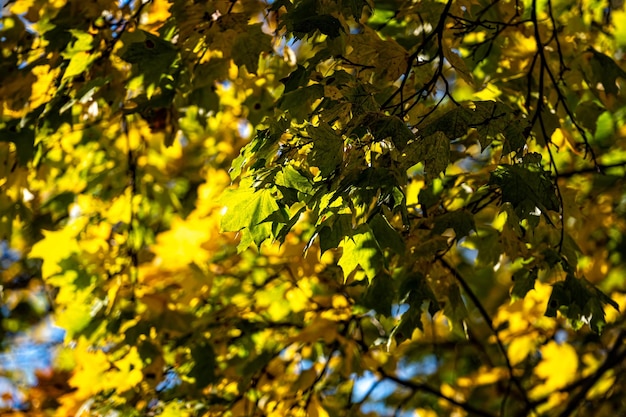 Rama de árbol con hojas de otoño hojas coloridas en otoño