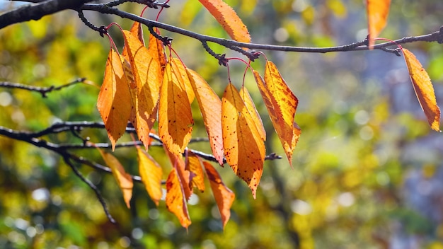 Rama de árbol con hojas de otoño naranja en tiempo soleado