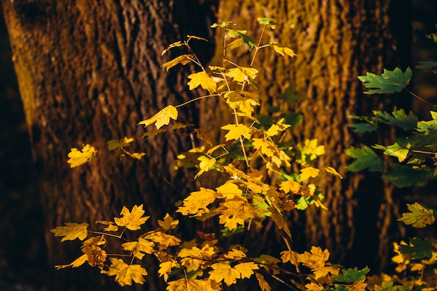 Una rama de árbol con hojas de otoño.