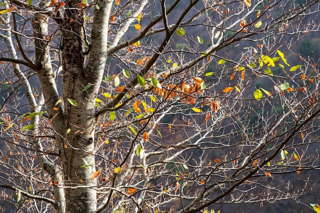 Foto rama de un árbol con hojas de otoño