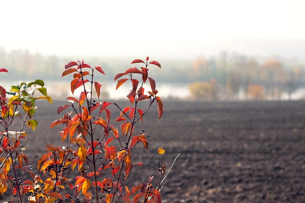 Una rama de árbol con hojas rojas cerca de un campo arado y un río en la distancia