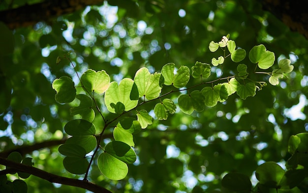 Una rama de árbol con hojas y el sol brillando a través de las hojas.