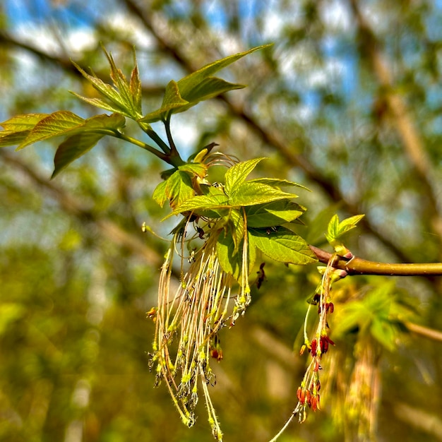 Rama de árbol con hojas tiernas