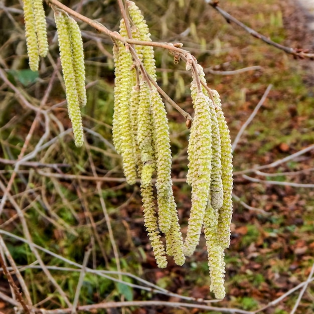 Foto una rama de un árbol con las hojas de una totora