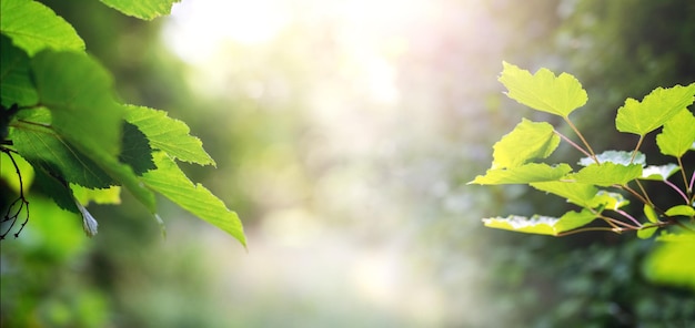 Rama de árbol con hojas verdes en el bosque en un clima soleado sobre fondo borroso fondo de verano